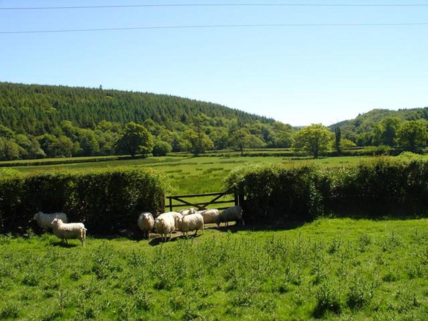 Lew Quarry Cottage Lewdown Esterno foto